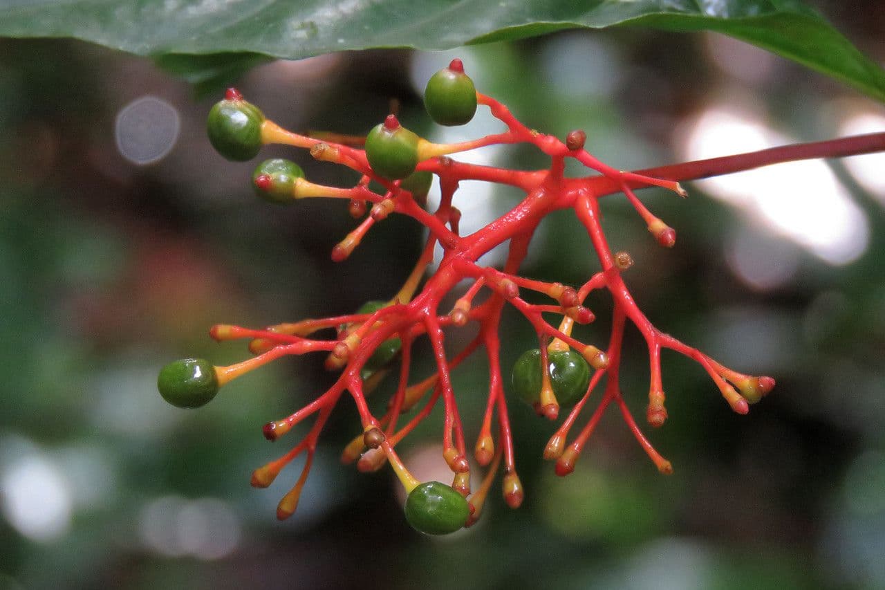 Palicourea crocea