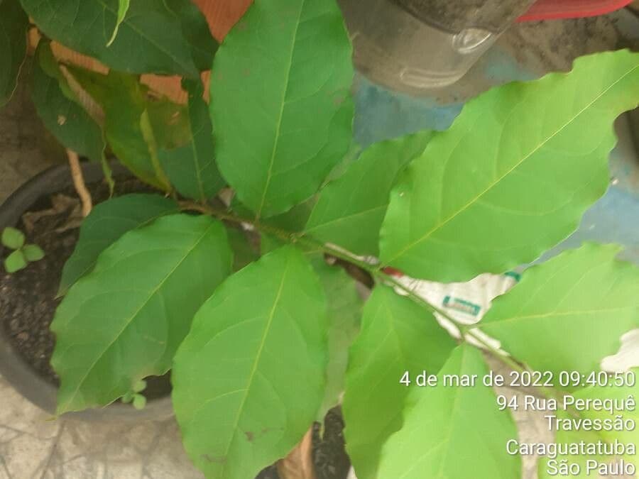 Bunchosie 14