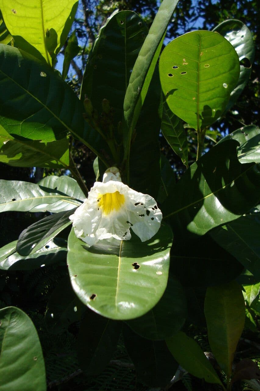 Ipê 3