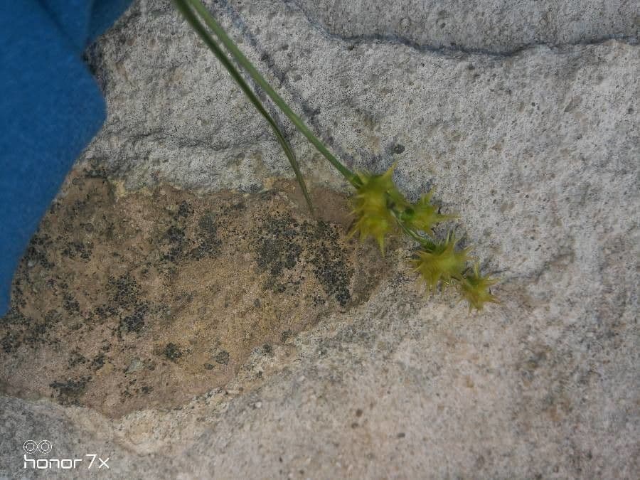 Cenchrus longispinus 4