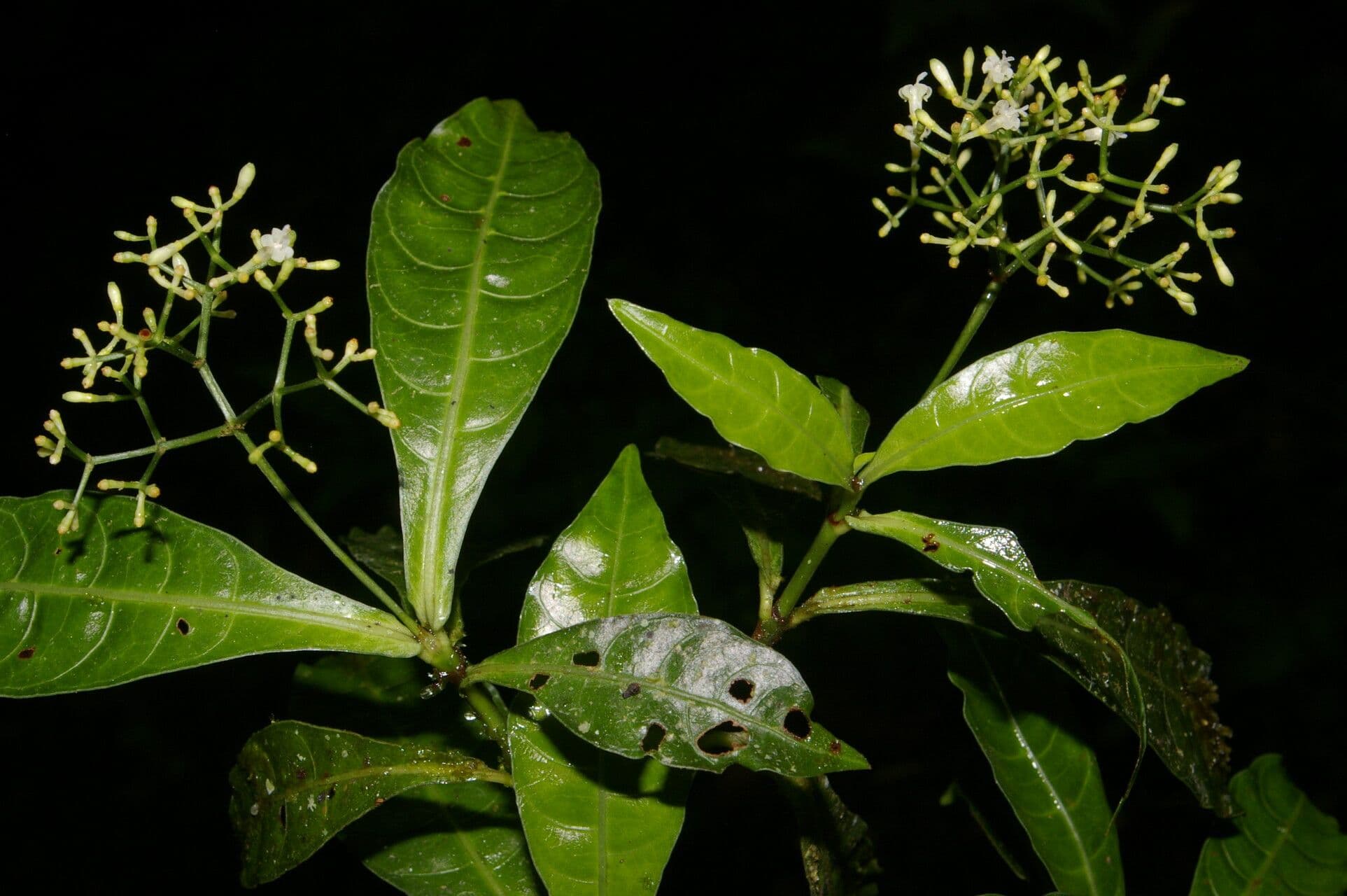 Psychotria 14