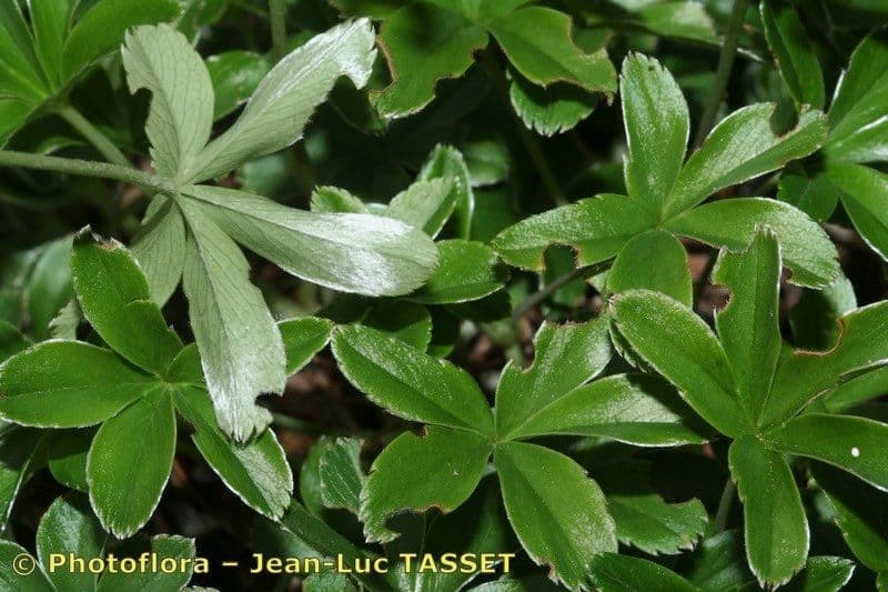 Alchemilla transiens 13