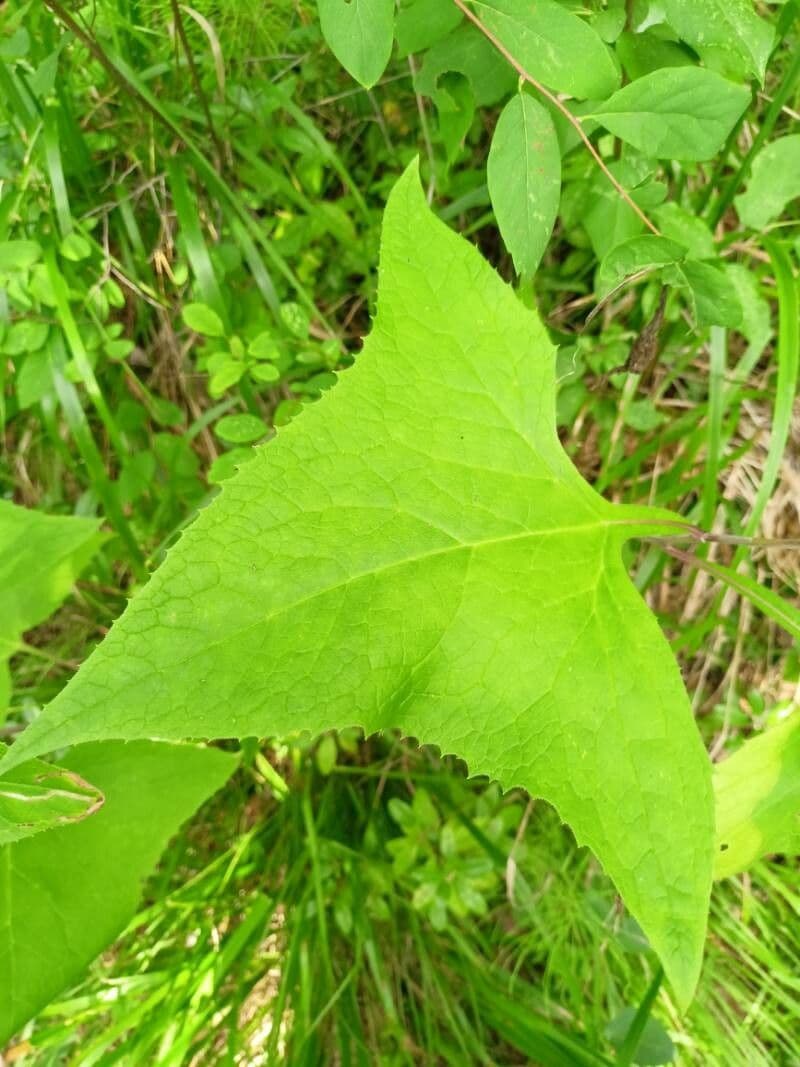 Starček 7