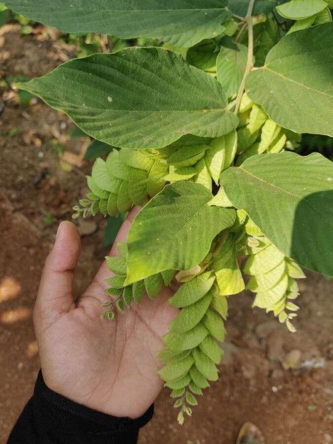 Flemingia strobilifera 16