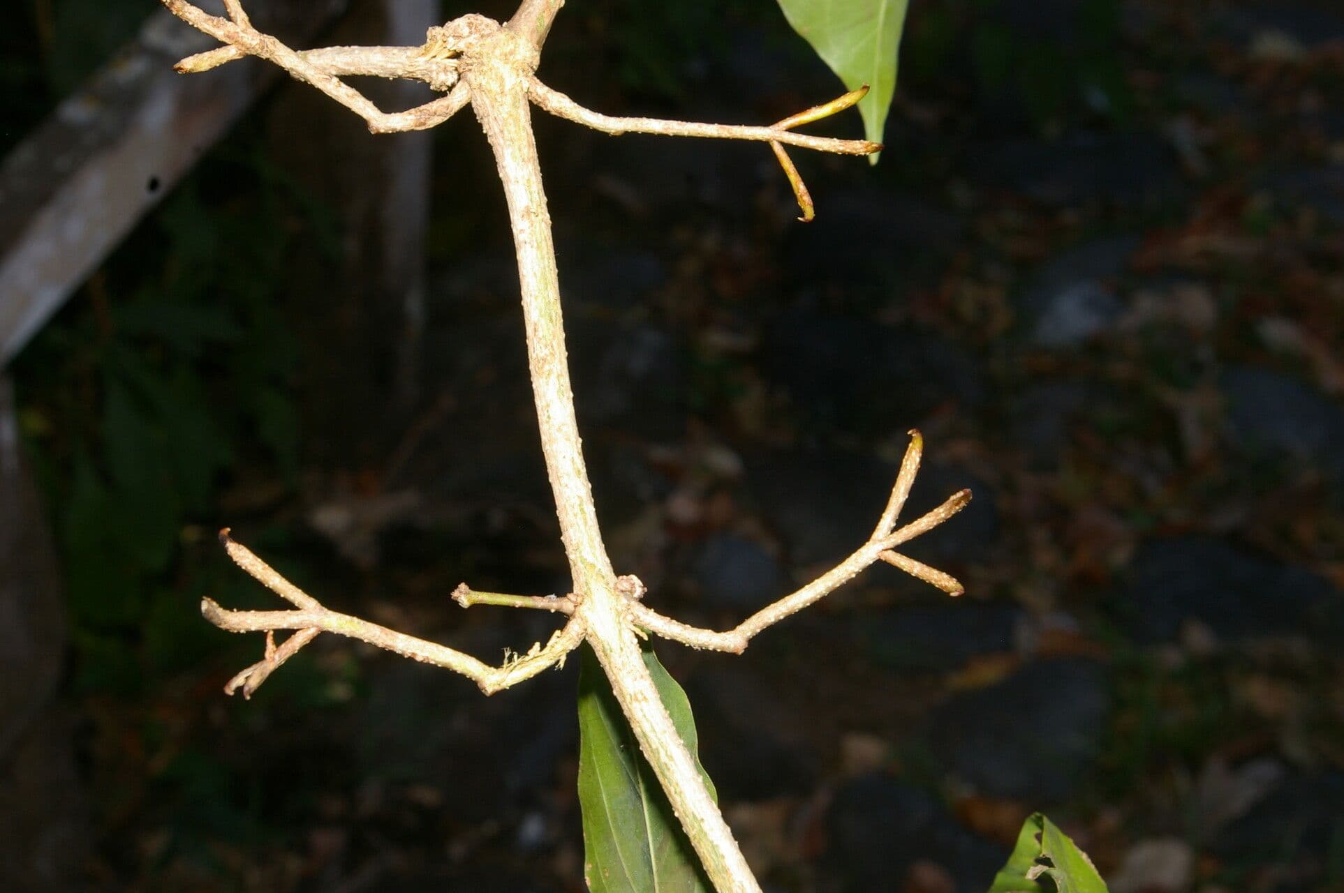 Dolichandra quadrivalve 3