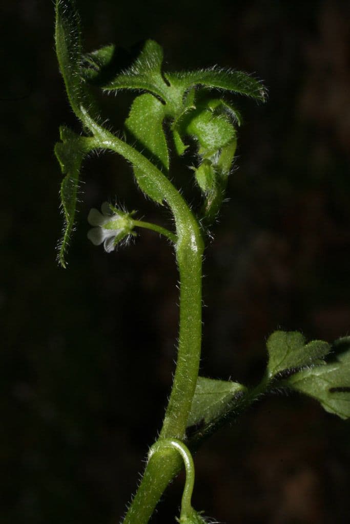 Nemophila 12