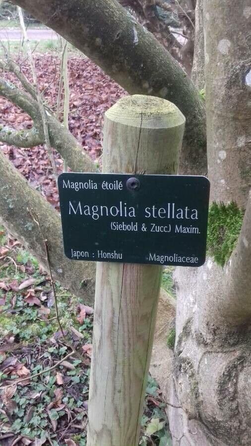 Magnolia stellata 27
