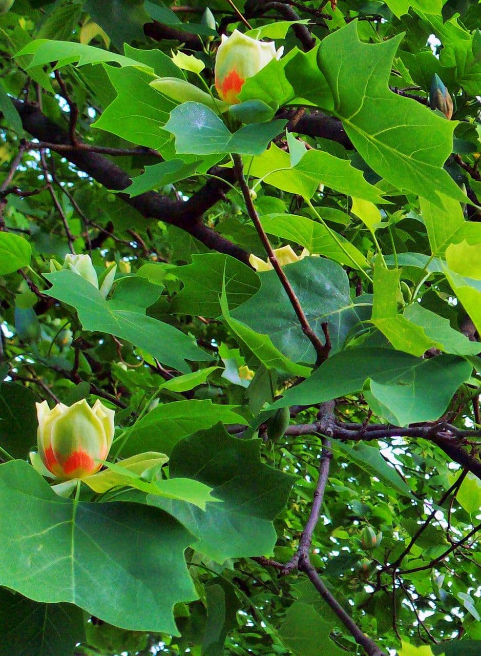 Tulipifero 11