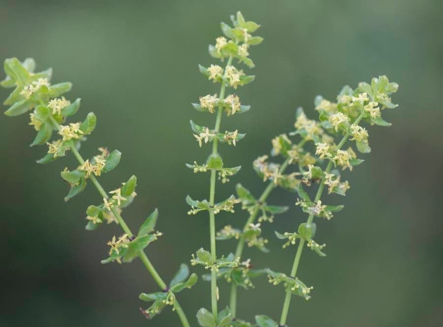 Crocettona glabra 3