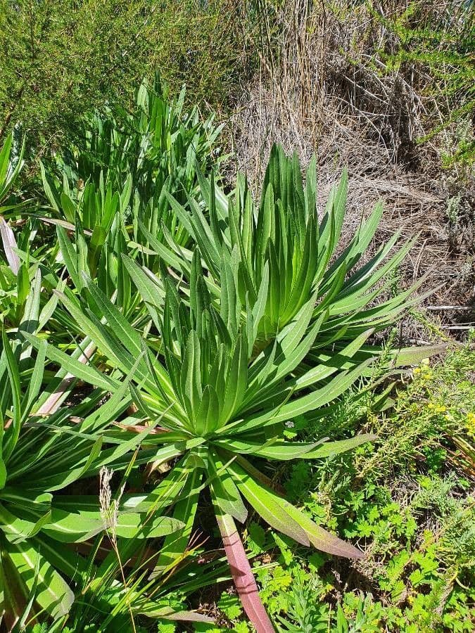 Lobelia 9