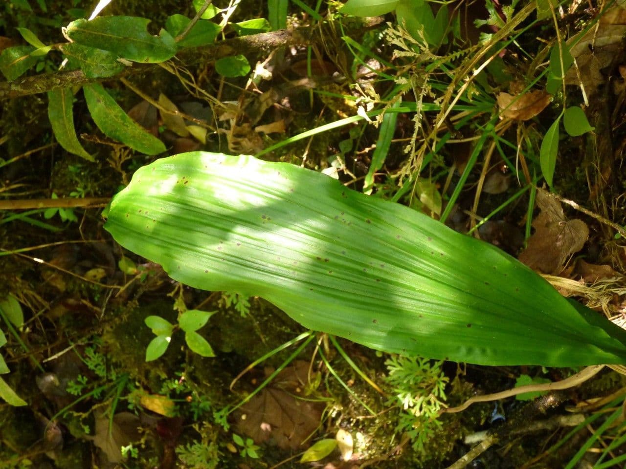 Calanthe silvatica 19