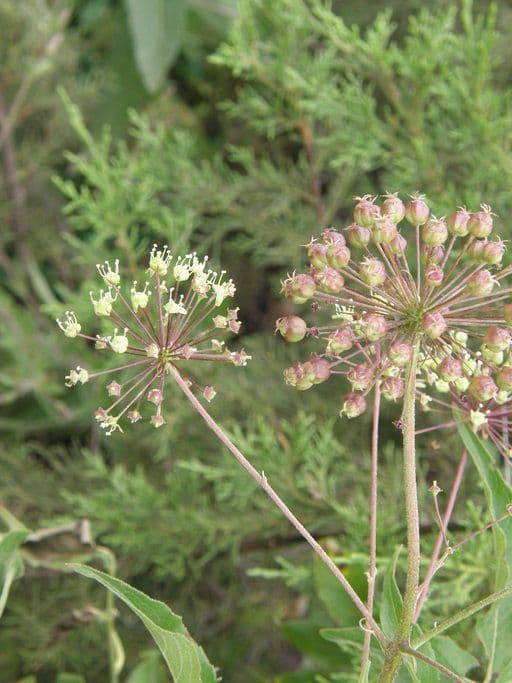 Aralia nana 3