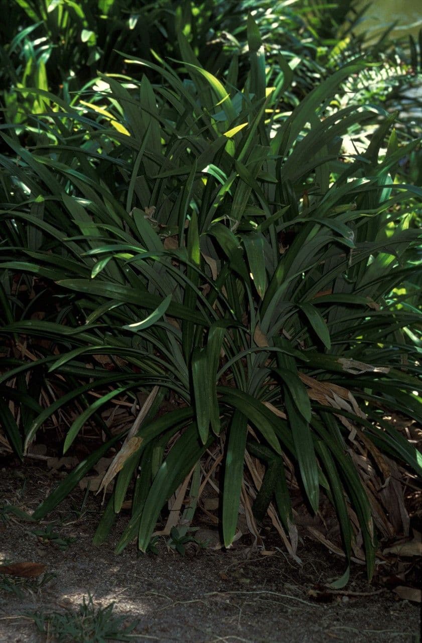 Pandan