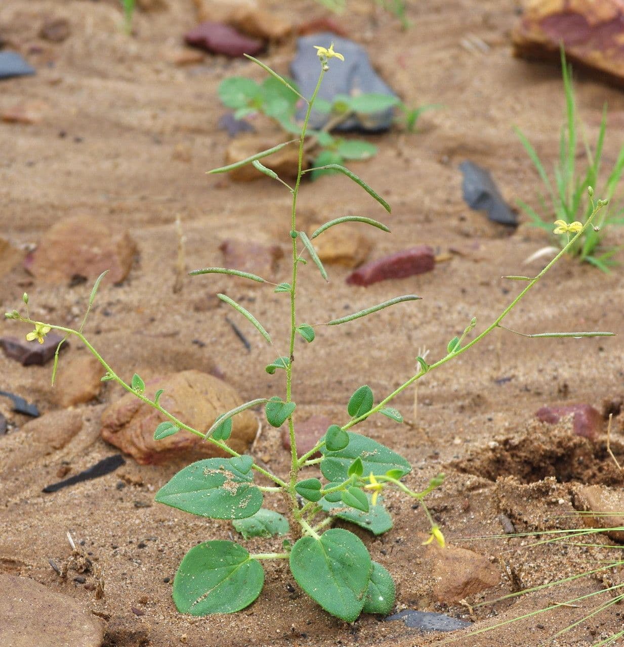 Cleome 4
