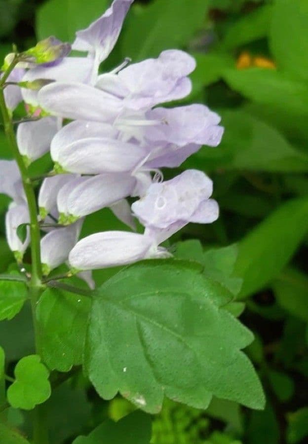 Plectranthus 3