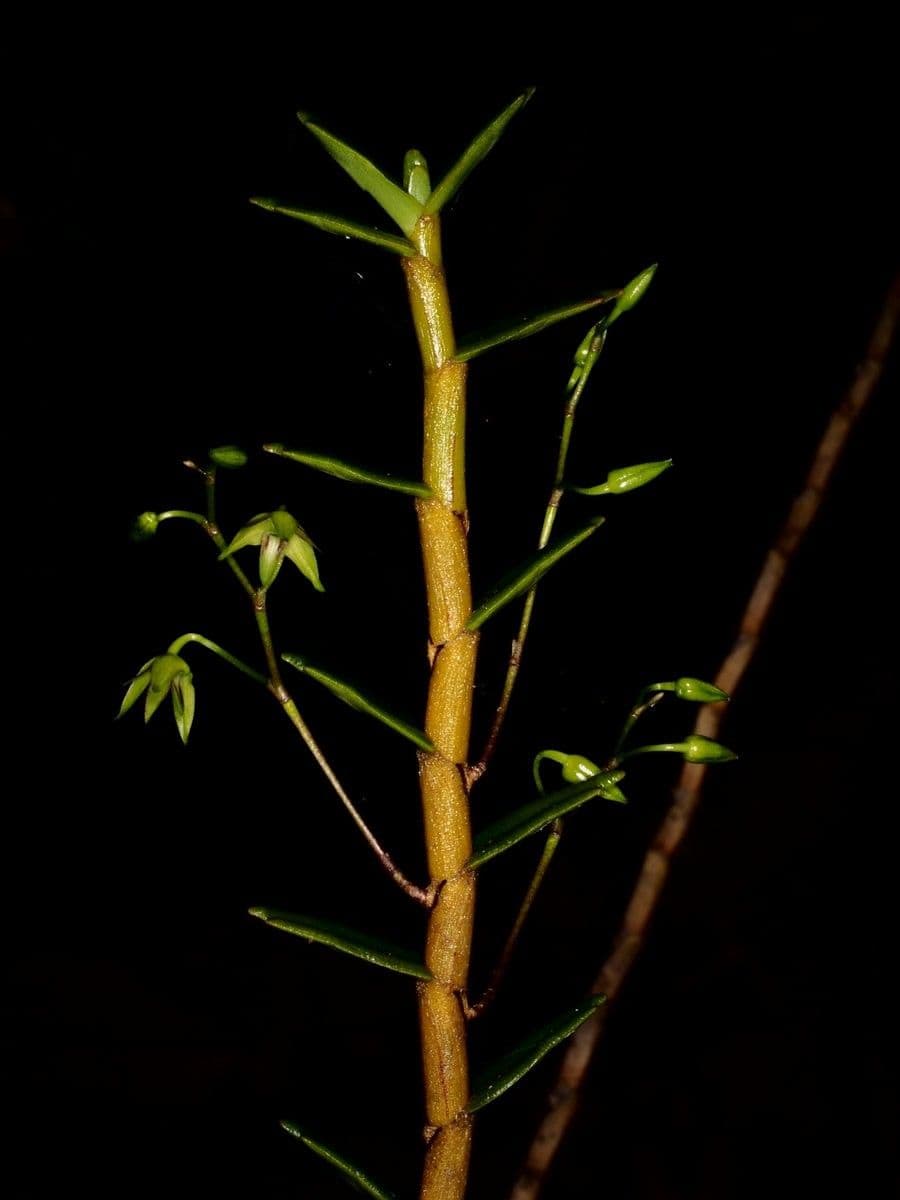 Dendrobium 13