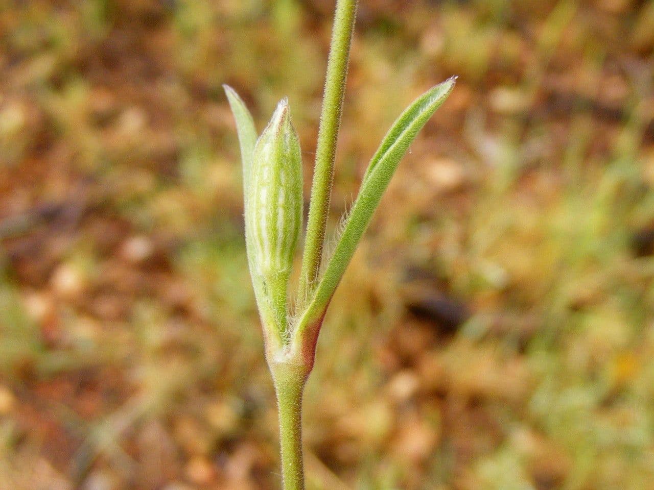 Mediterranean catchfly 25