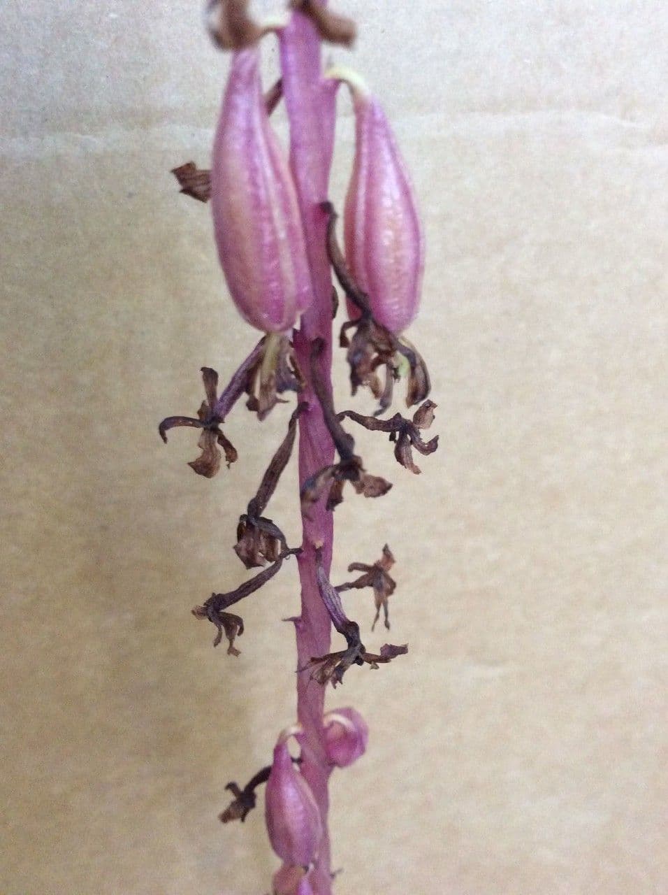 Coralloriza striata 3