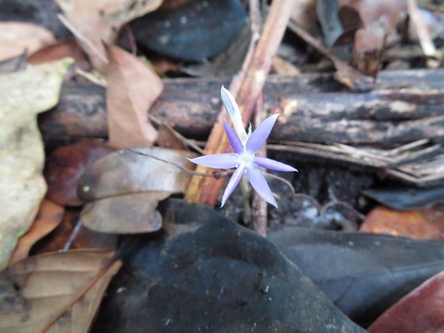 Voyria