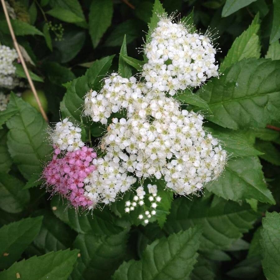 Spirea del Giappone 7