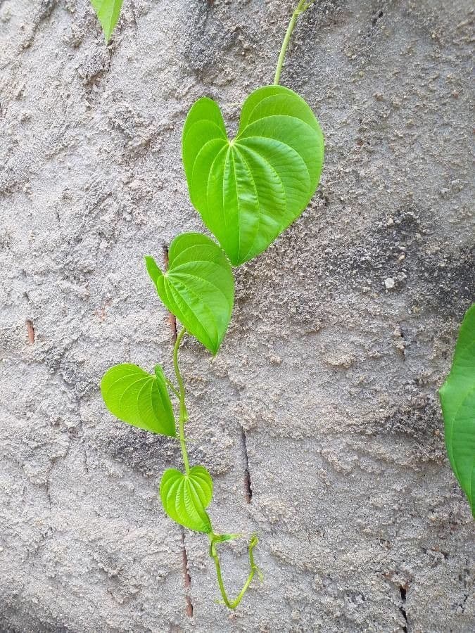 Dioscorea villosa 17
