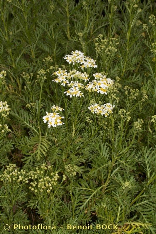 Gonospermum 5