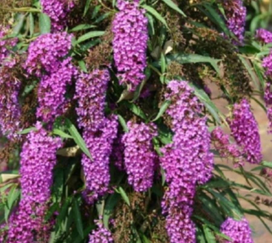 Pleroma