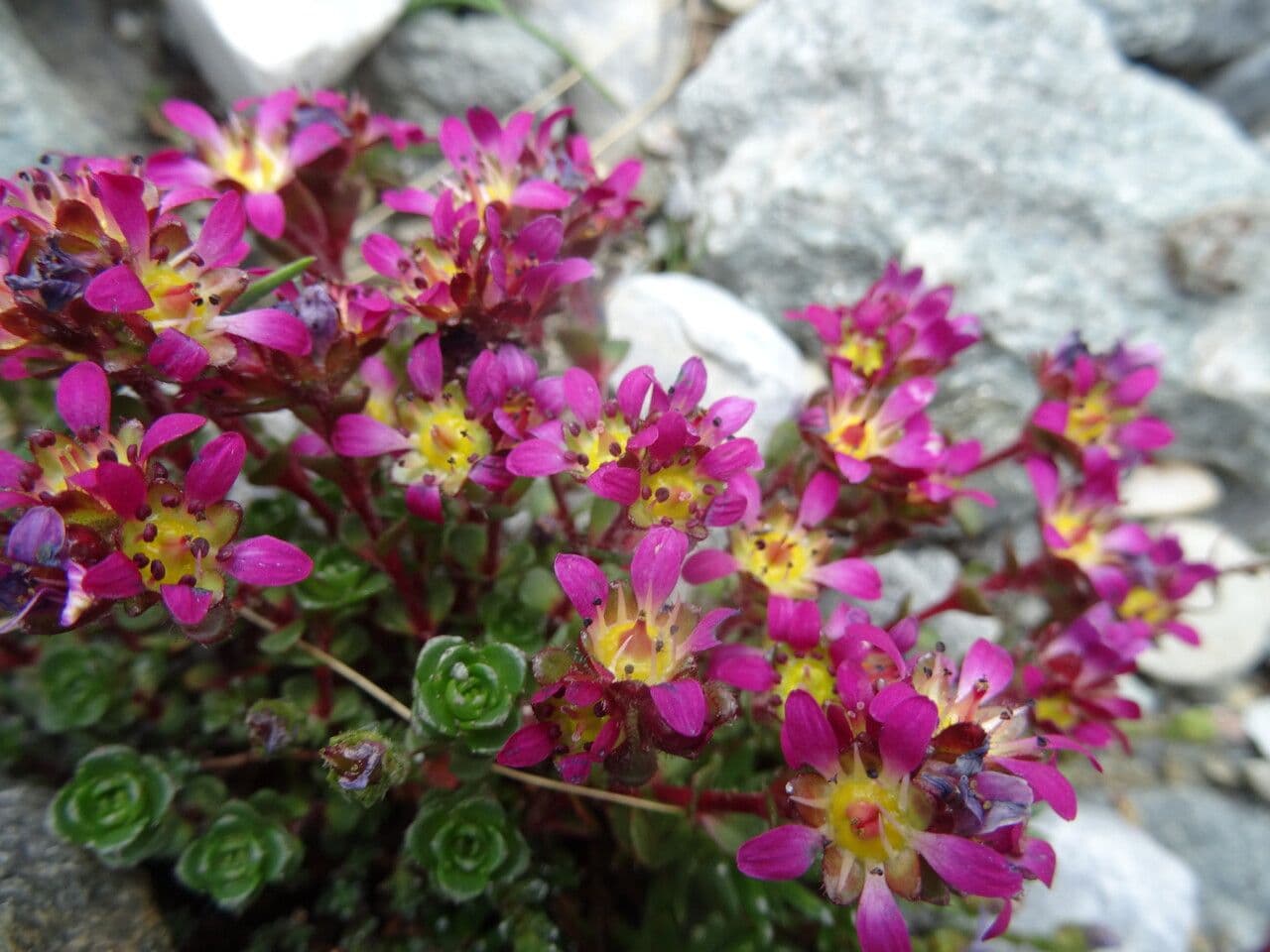 Sassifraga biflora 4