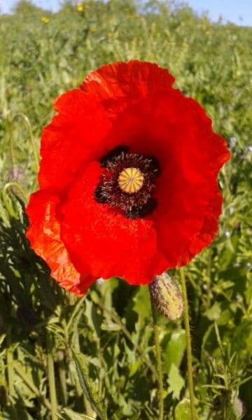 Klatschmohn 10