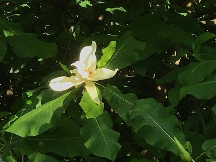 Magnolia à grandes feuilles 7