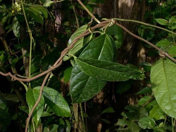 Prestonia portobellensis 11