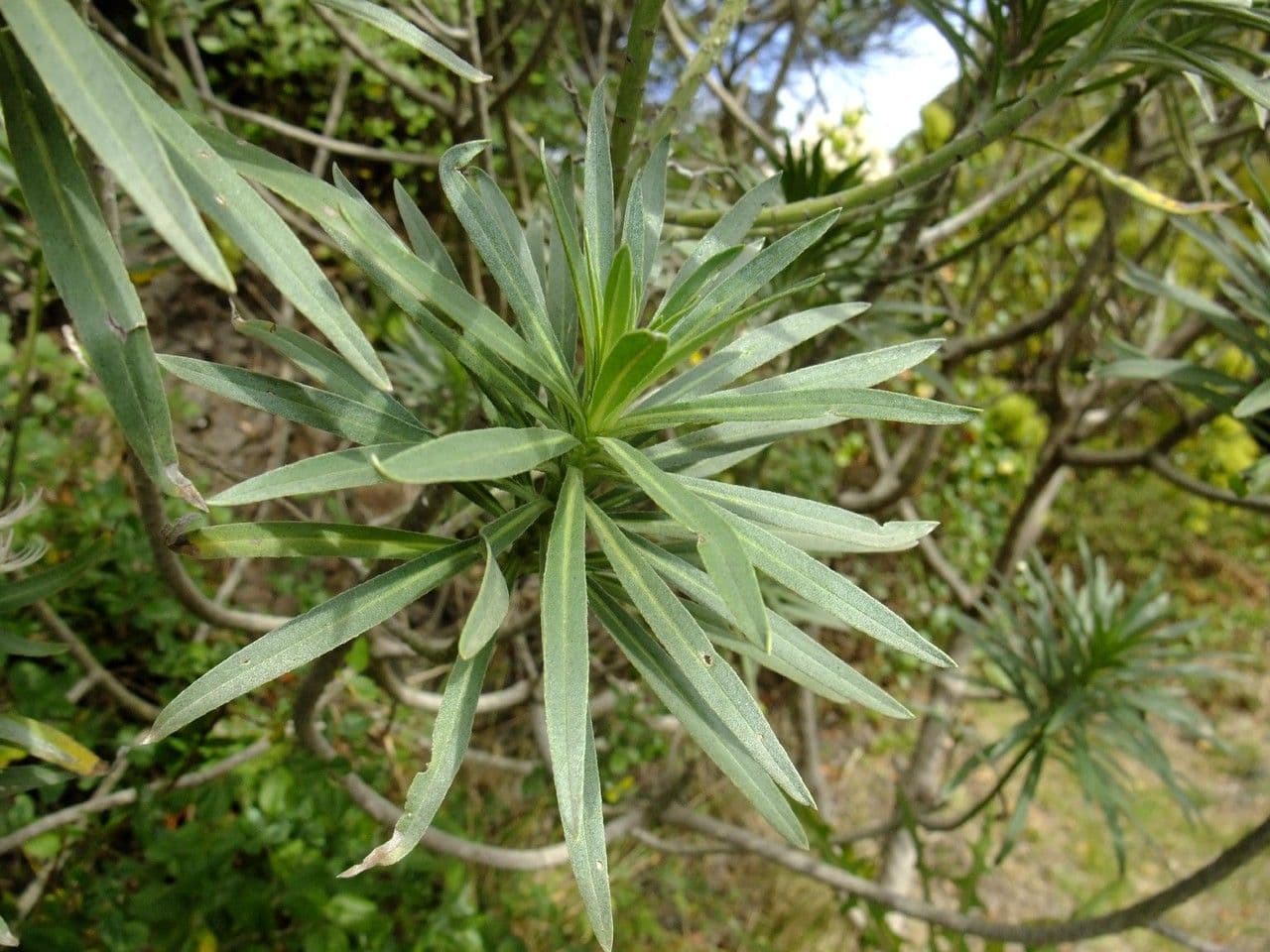 Echio gigante 11