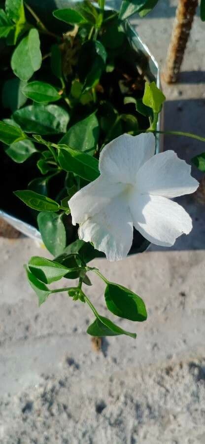 Thunbergia 6