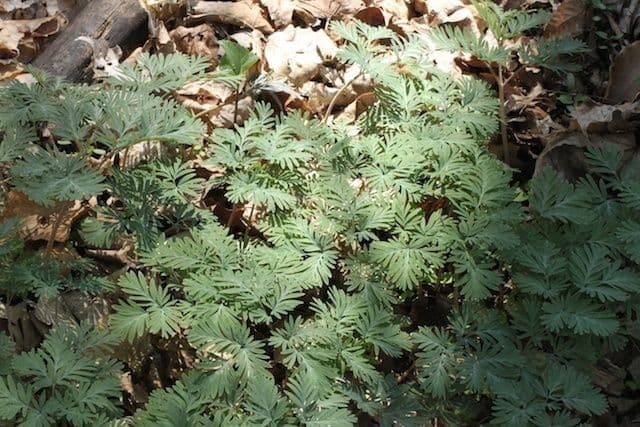 Dicentra canadese 10