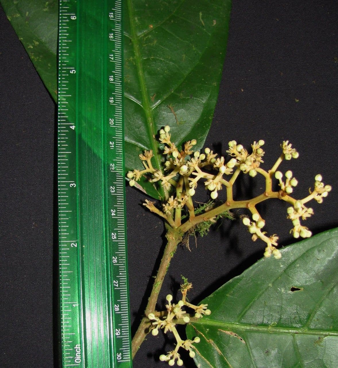 Discophora 14