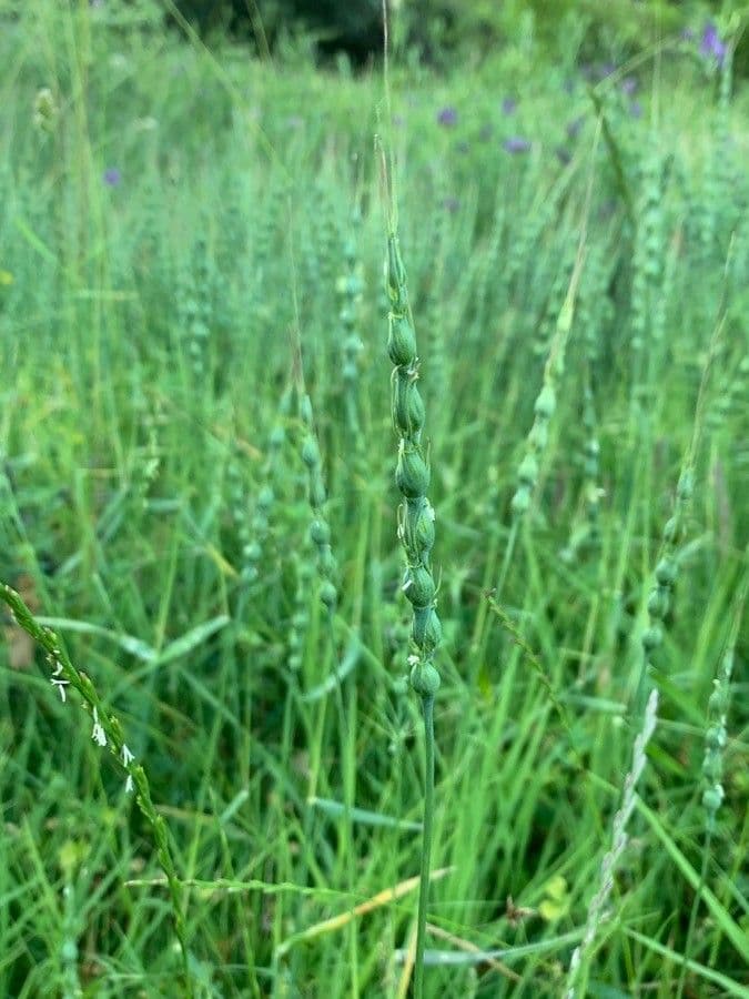 Aegilops ventricosa 10