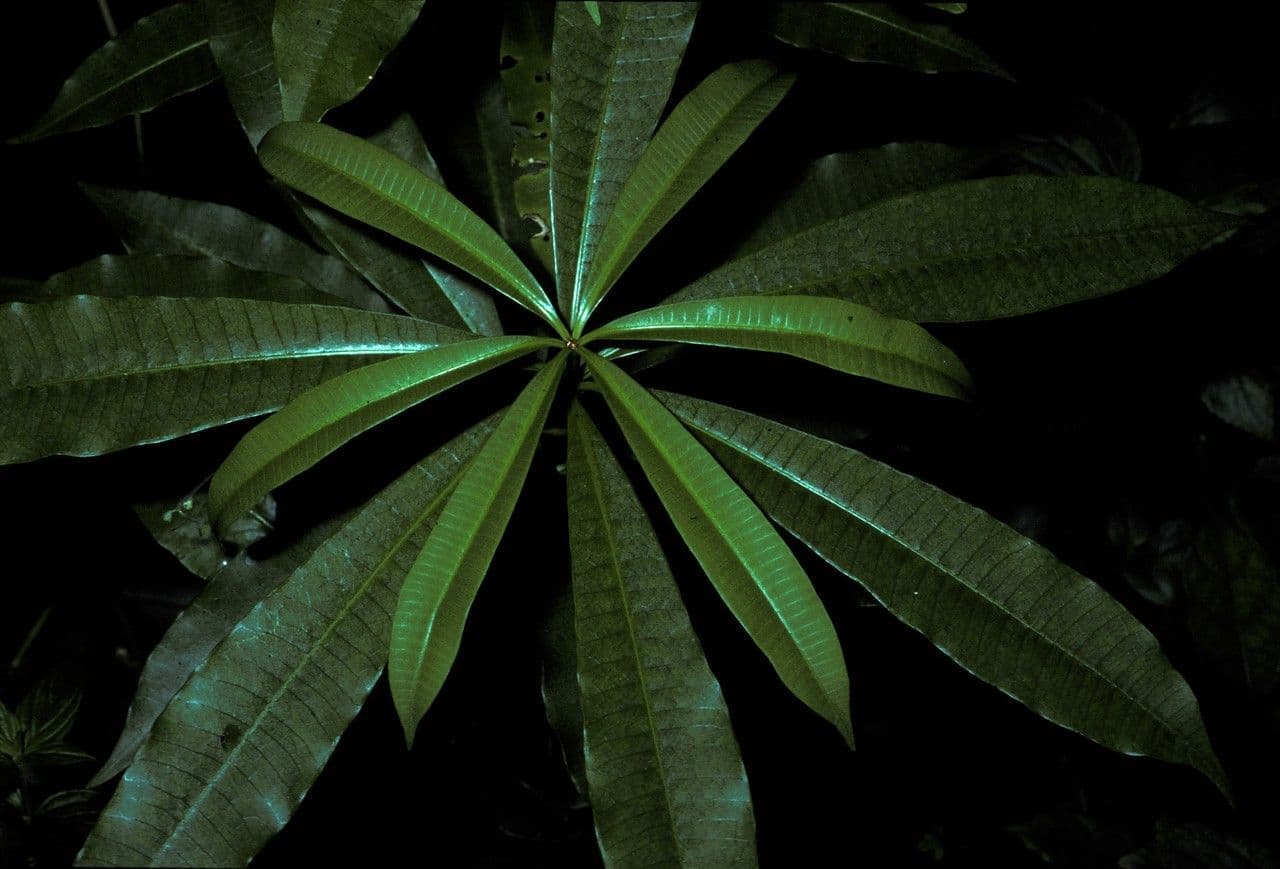 Alstonia 7