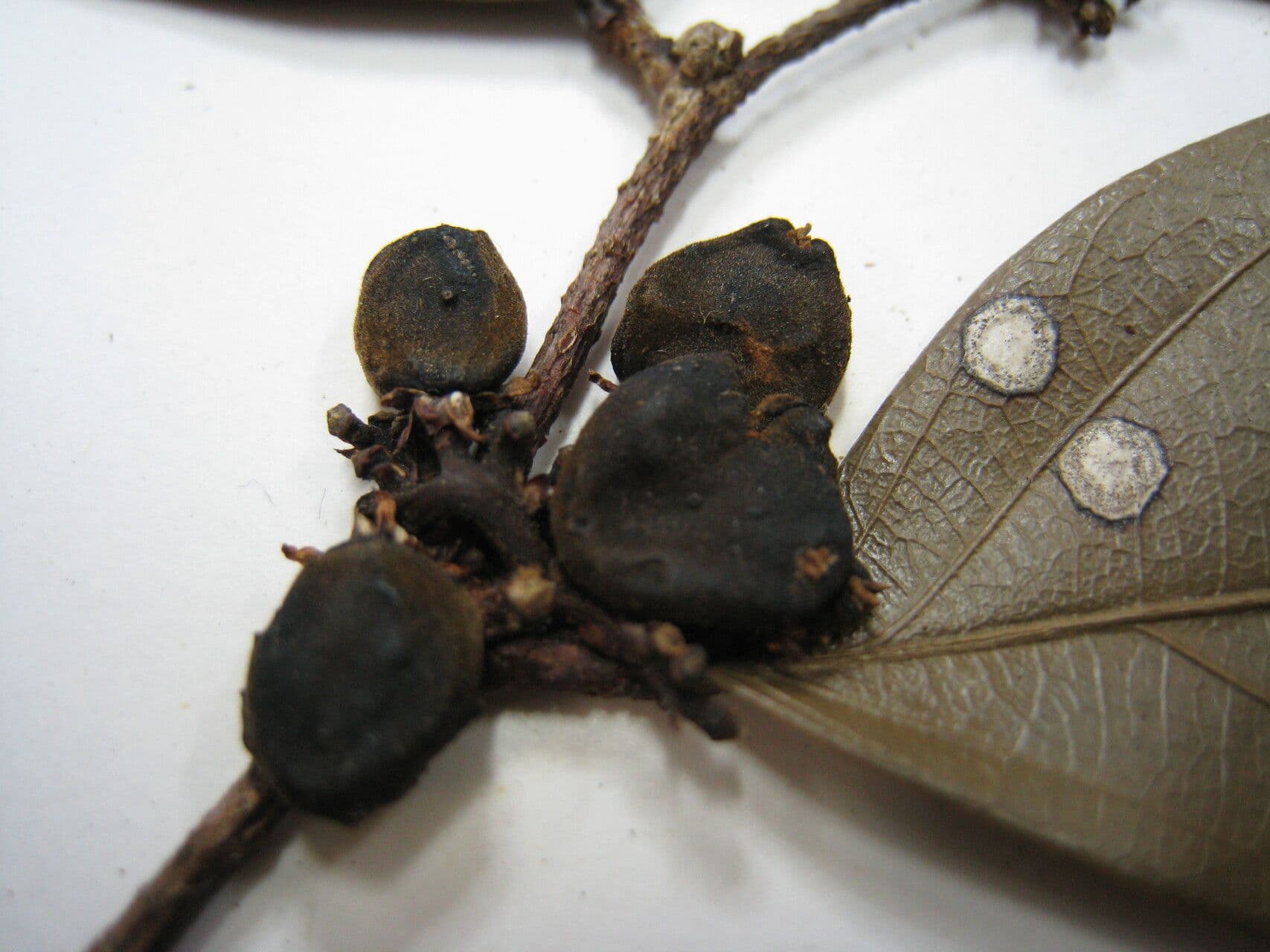 Ampelocera edentula 7