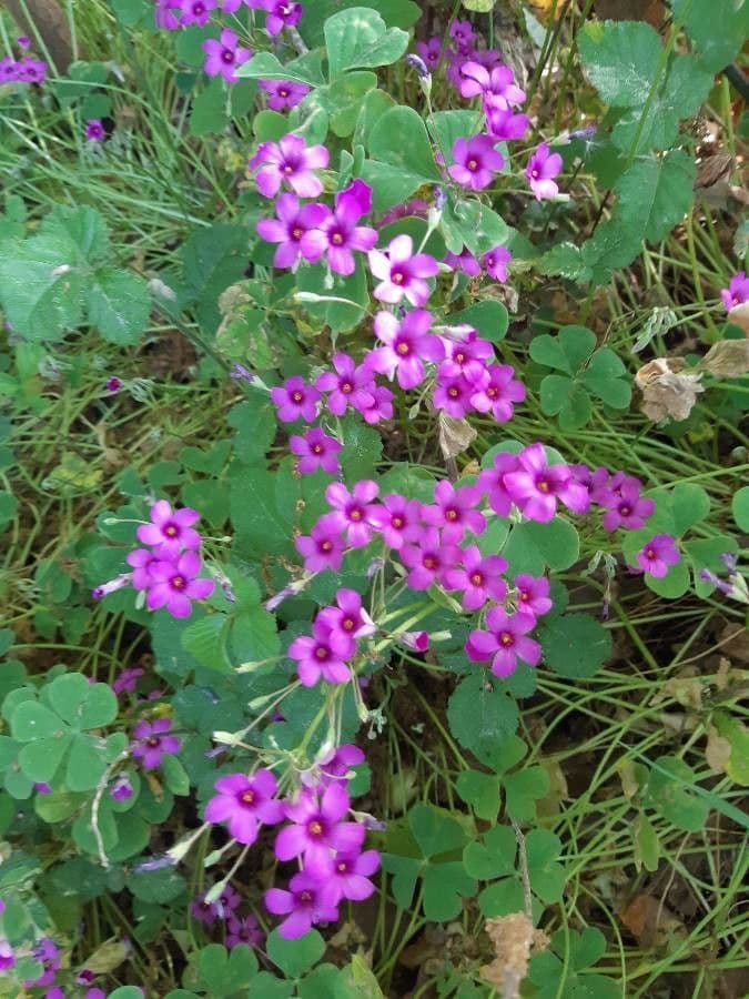 Acetosa debilis 22