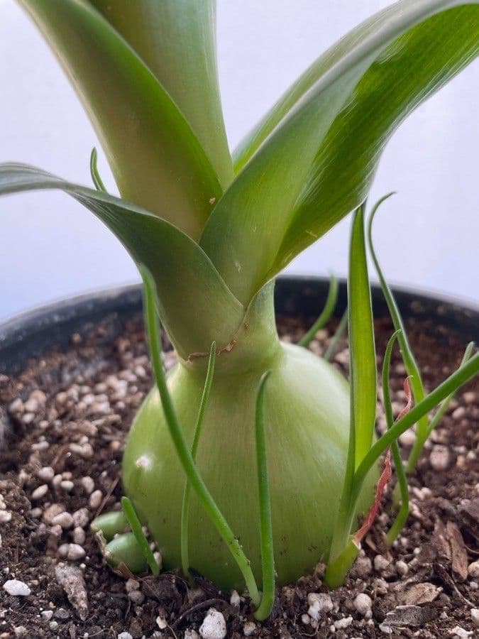 Albuca 27