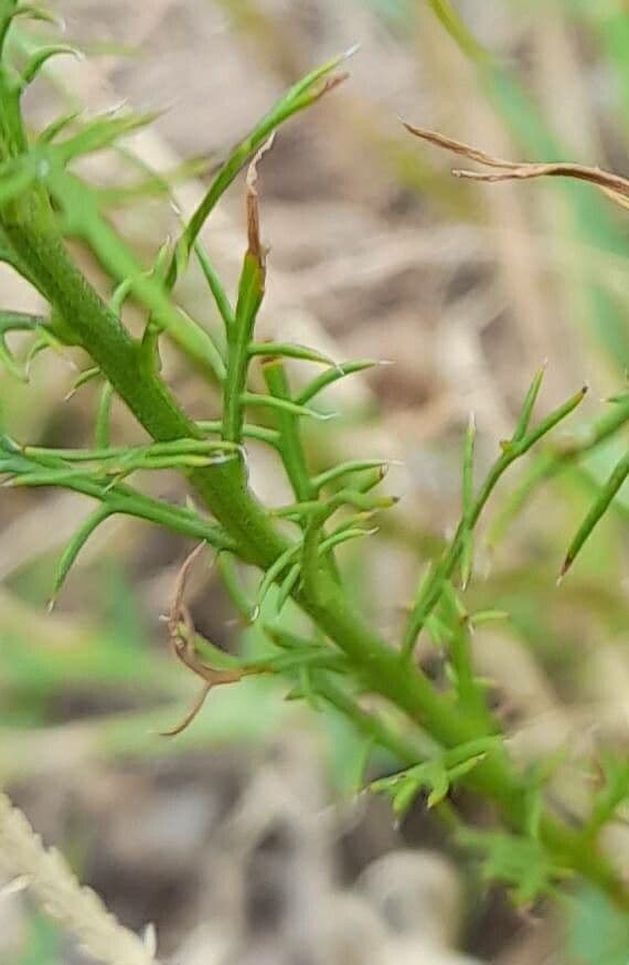 Baccharis 9