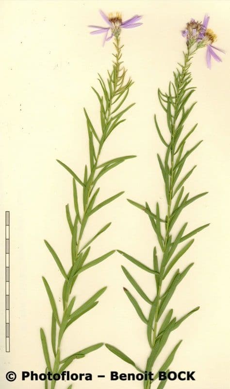 Galatella sedifolia 24