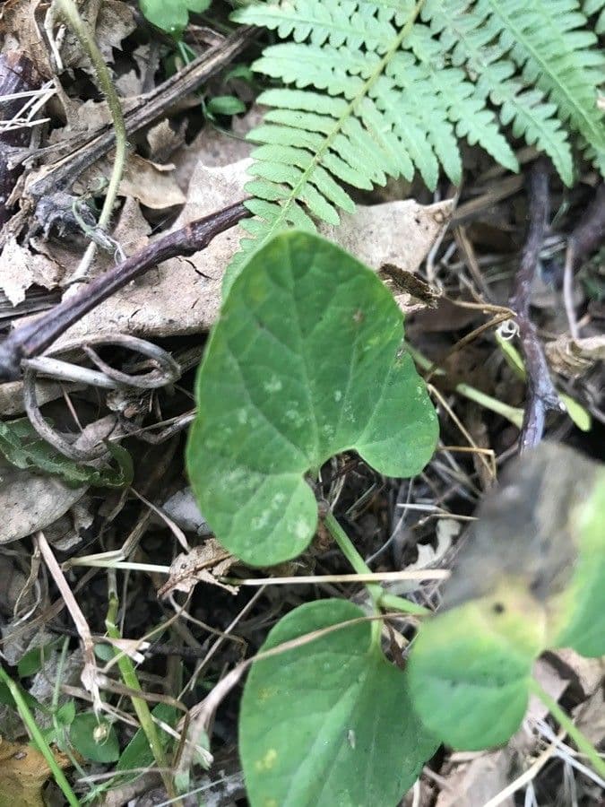 Aristolochia 12