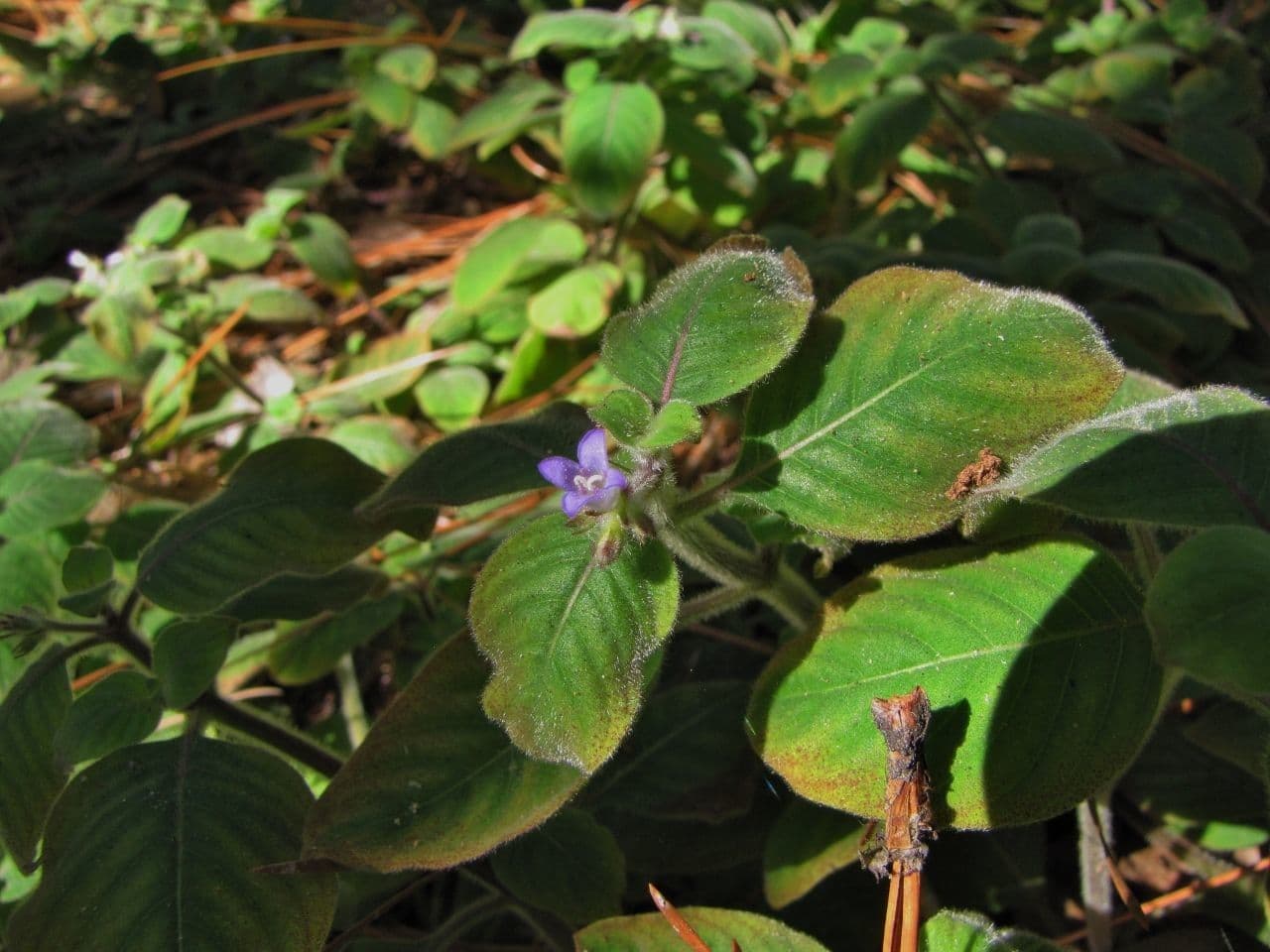 Coccocypselum irsuto 11