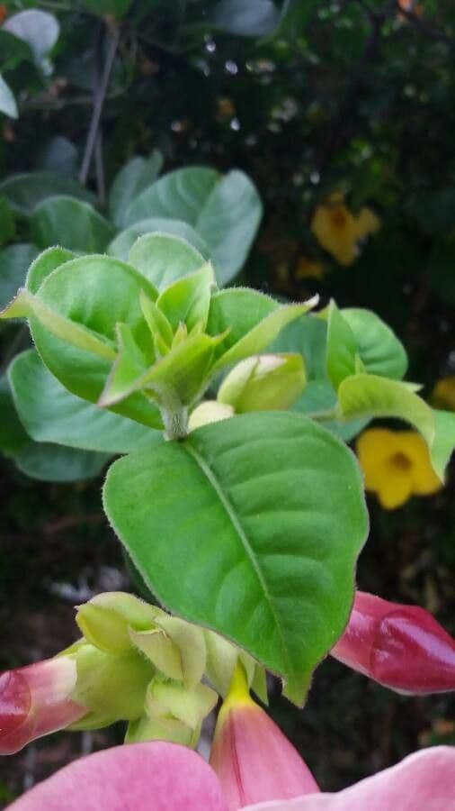 Allamanda viola 13