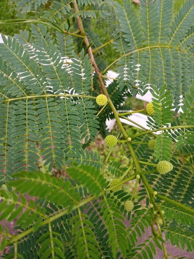 Leucaena