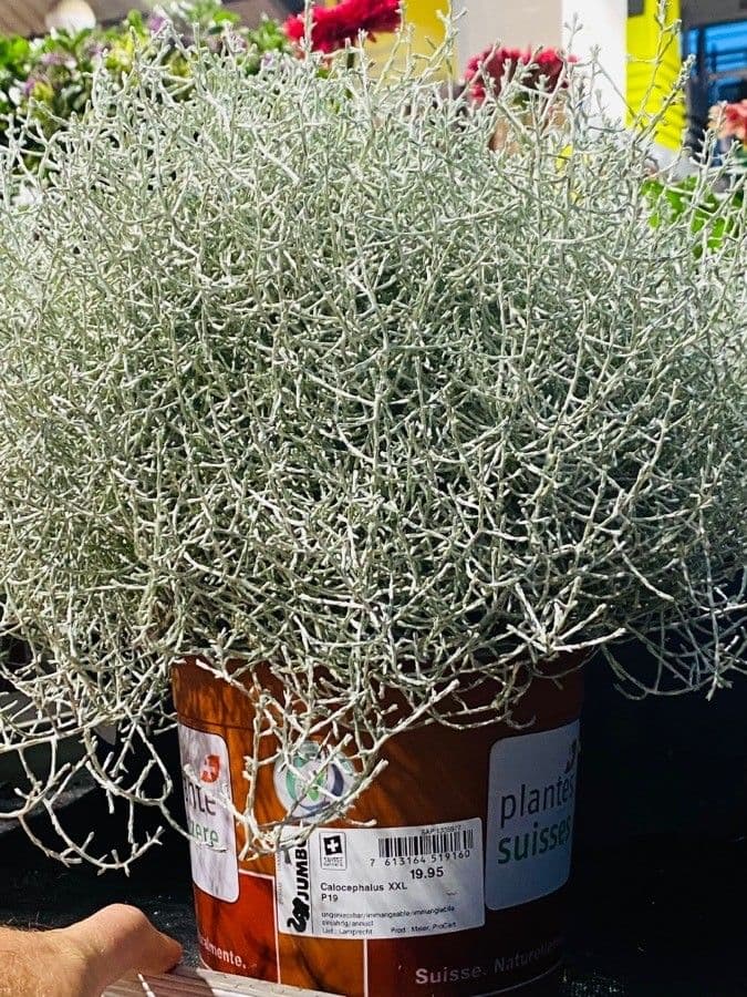 Calocephalus