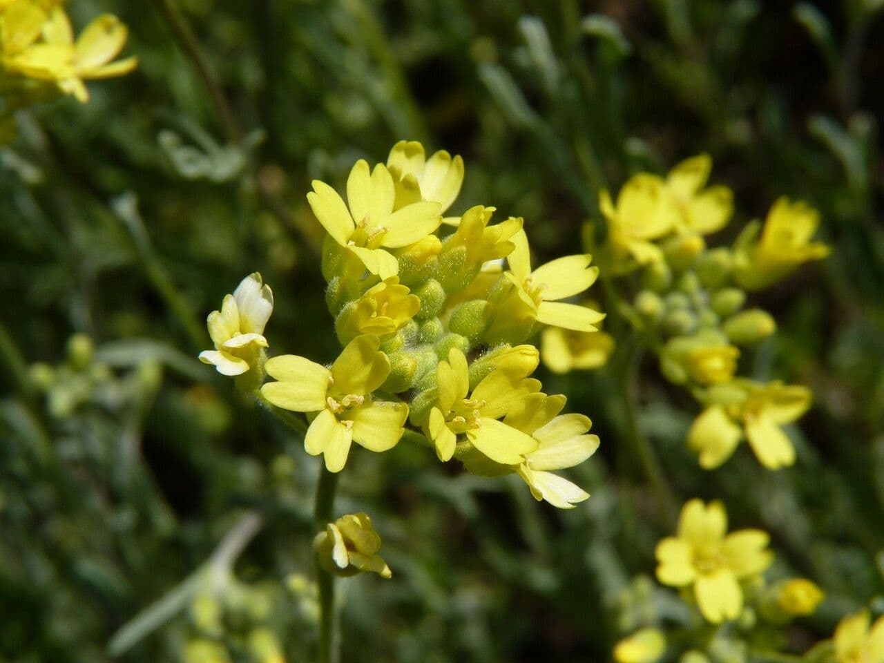 Aurinia 3