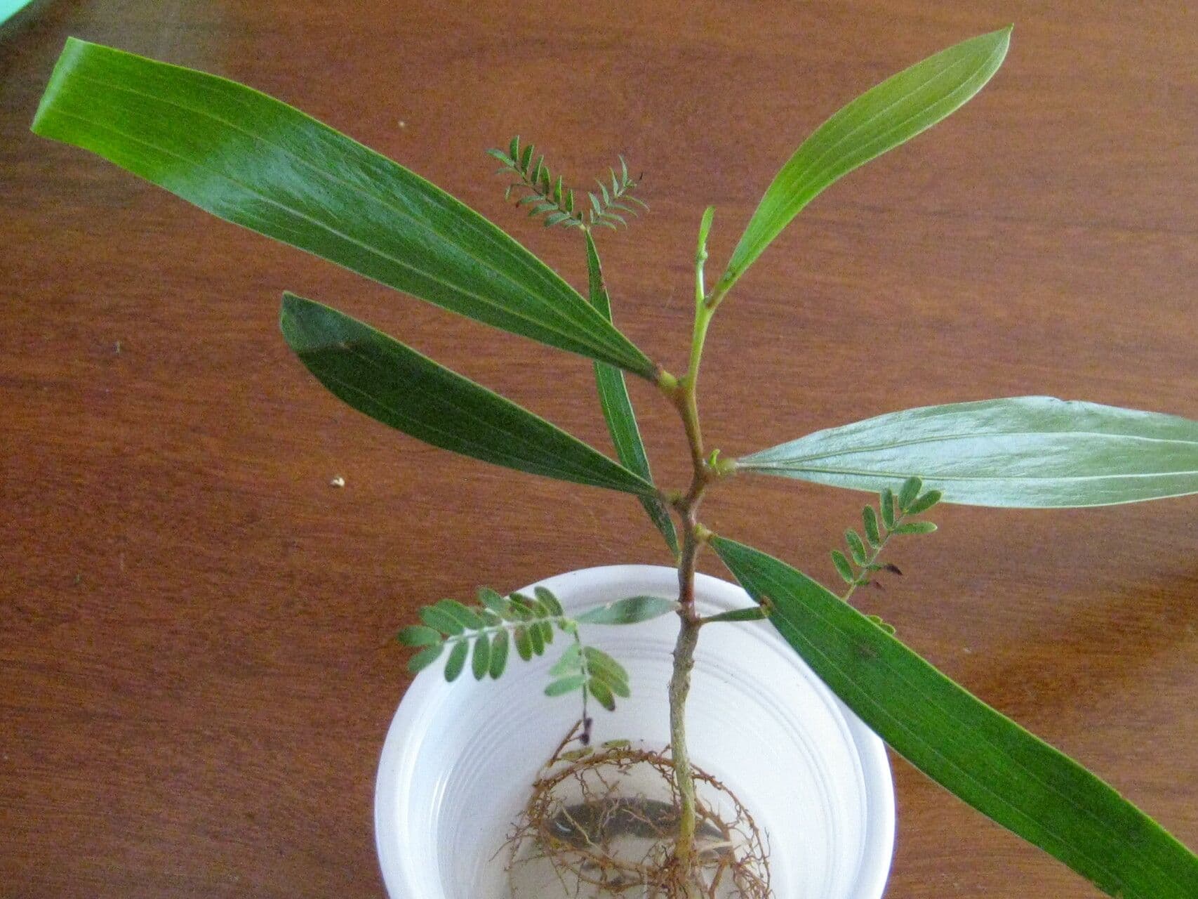 Akacja mangium 29