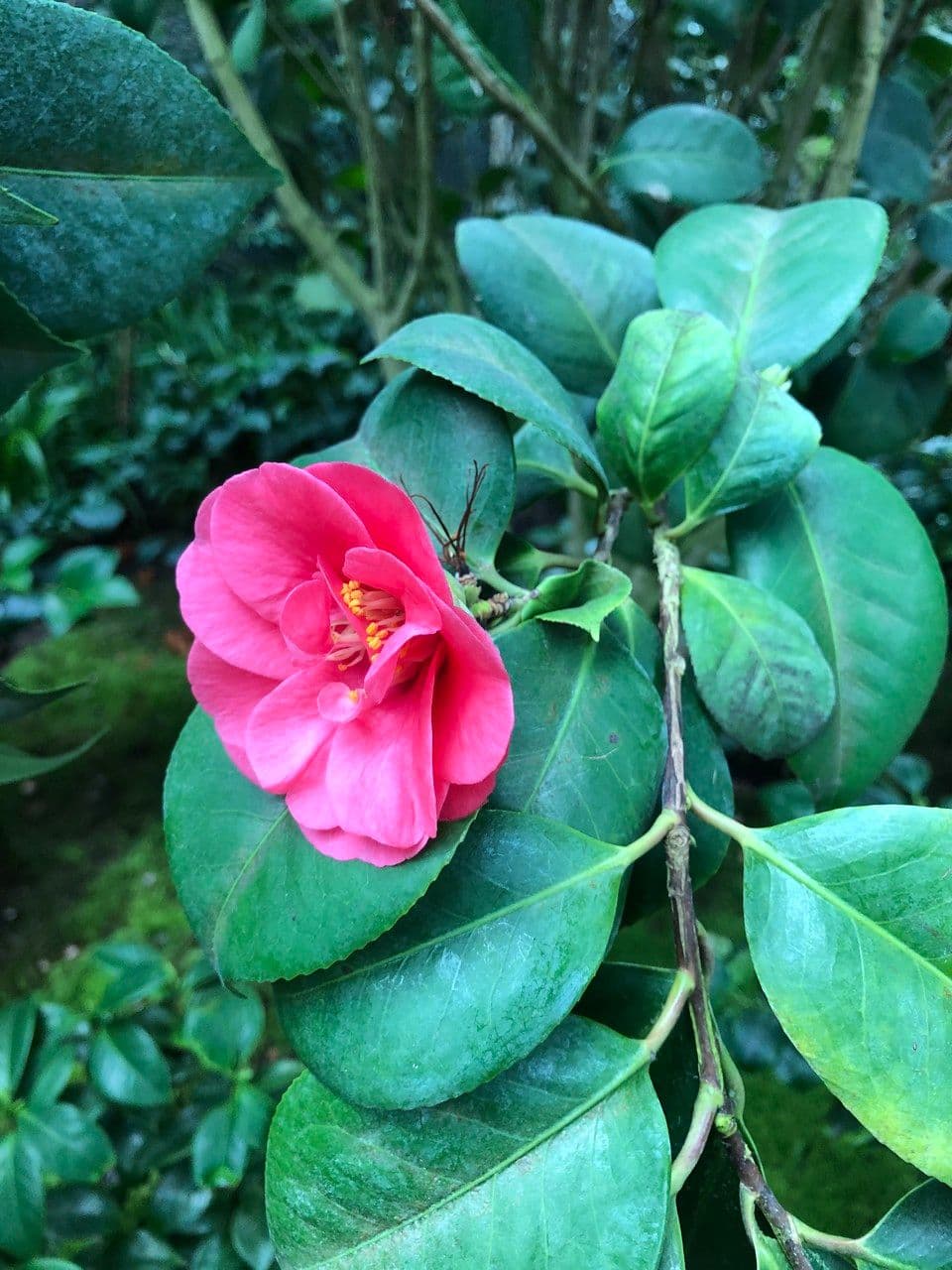 Camelia oleifera 9